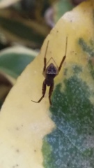 Episinus