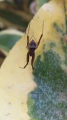 Episinus