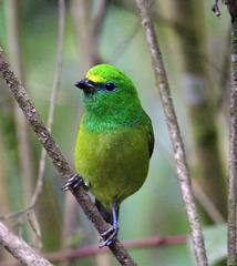Chlorophonia cyanea