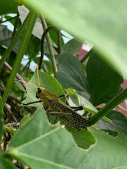 Taeniopoda varipennis