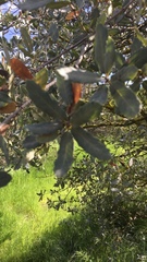 Quercus × grandidentata