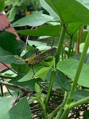 Taeniopoda varipennis