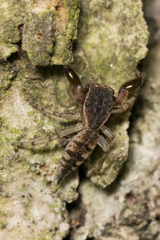 Cheliferoides segmentatus