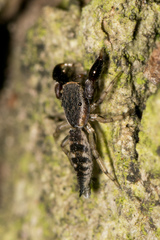 Cheliferoides segmentatus