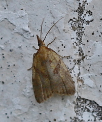 Sparganothis pilleriana