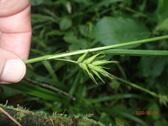 Carex folliculata