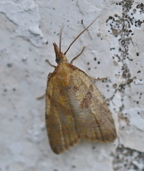 Sparganothis pilleriana