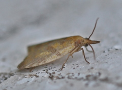 Sparganothis pilleriana