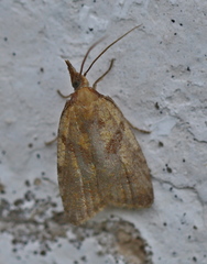 Sparganothis pilleriana