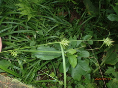 Carex folliculata