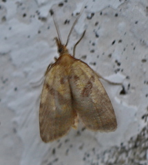 Sparganothis pilleriana