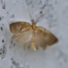 Sparganothis pilleriana