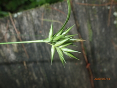 Carex folliculata