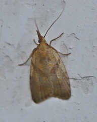Sparganothis pilleriana