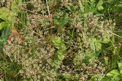 Trinia multicaulis