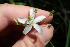 Sabatia difformis