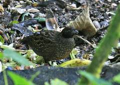 Odontophorus atrifrons