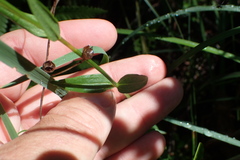 Sabatia difformis