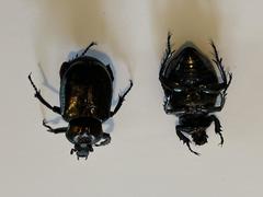 Osmoderma subplanata