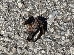 Osmoderma subplanata