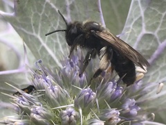 Andrena pilipes
