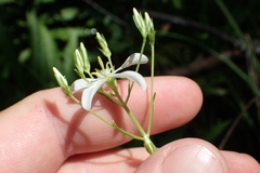 Sabatia difformis