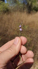Verbena menthifolia