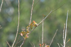 Erythrocercus livingstonei