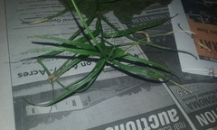 Dulichium arundinaceum