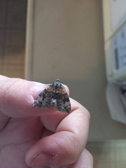 Dysstroma hersiliata