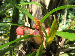 Maxillaria meleagris