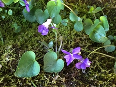 Viola nephrophylla