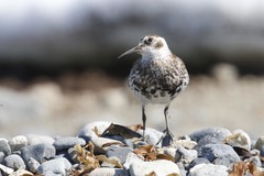 Calidris ptilocnemis