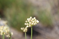 Allium flavescens