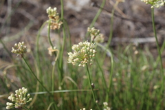 Allium flavescens