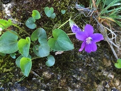 Viola nephrophylla