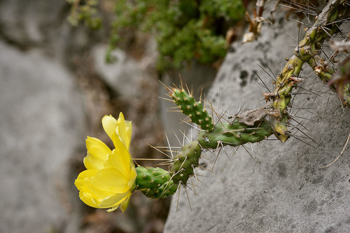 Velvet Bur Cactus