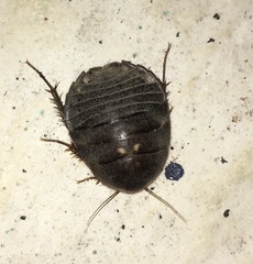Polyphaga aegyptiaca