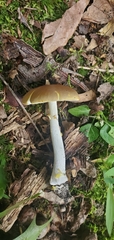 Amanita solaniolens