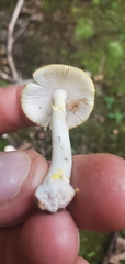 Amanita solaniolens