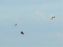 Recurvirostra americana