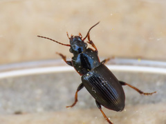 Harpalus pygmaeus