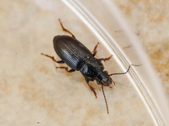 Harpalus pygmaeus
