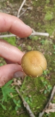 Amanita solaniolens