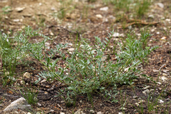 Astragalus bolanderi