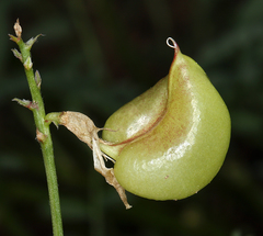 Astragalus bolanderi