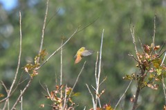 Erythrocercus livingstonei