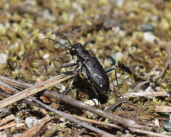 Cicindela longilabris