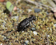 Cicindela longilabris