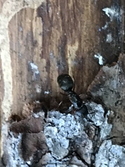 Camponotus modoc